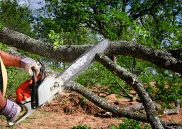 Best Tree Preservation Services  in Goodwater, AL