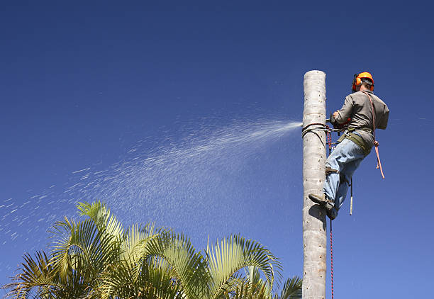 Best Tree Mulching  in Goodwater, AL